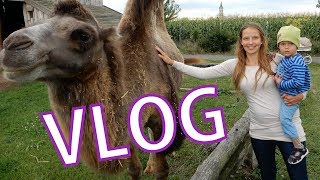 VLOG 11 ZOO Chleby  drbala jsem geparda [upl. by Sascha171]