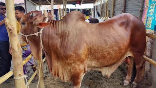 Biggest Cow  ParaGram Gorur hat Ambari Gorur hat 2023 [upl. by Romeyn]