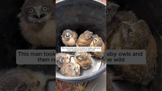 This man took care of a nest of baby owls and then animalshorts shortvideo owl [upl. by Ling]