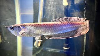 🛑 LIVE 🛑 AROWANA IS BACK LIVE STREAMING 🛑 [upl. by Brant]