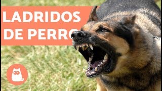 Ladridos de Perro  Muy bueno barking dogs [upl. by Kerat]