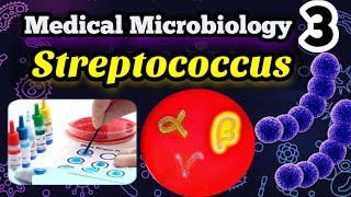 Streptococcus شرح بالعربي Morphology Classification and identification [upl. by Mallory]