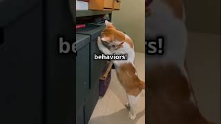 Do Cats Know They’re Cats 🤔  Surprising Cat Behavior Explained shorts cat [upl. by Ahsinroc]