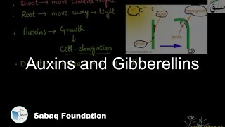 Auxins and Gibberellins Biology Lecture  Sabaqpk [upl. by Enida]