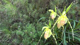 Frank Cervera at the Phragmipedium hirtzii habitat [upl. by Tnilk613]