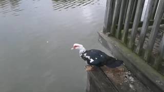 Muscovy ducks flying [upl. by Seroka]