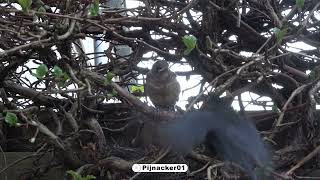 Blackbird fledglings leaving the nest [upl. by Melda425]