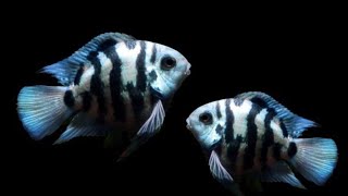 Polar Blue Parrot Fish  Breeding size of Parrot fish  cichlid cichlidfish parrotfish fish [upl. by Anoniw]