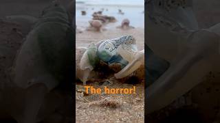 Whelks vs Portuguese Man o War Coastal horror show [upl. by Annice]