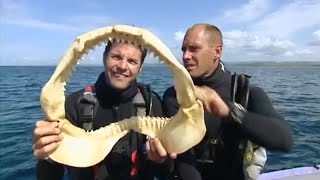 Orca takes down great white shark on camera [upl. by Tebor]