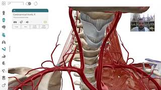 ARTÉRIA SUBCLÁVIA E RAMOS  Anatomia do Sistema Cardiovascular [upl. by Eeimaj805]