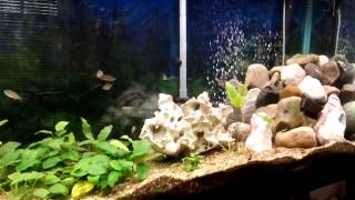 20140417 New Tank setup and new fish  Julidochromis transcriptus and Cyprichromis coloratus [upl. by Imehon]