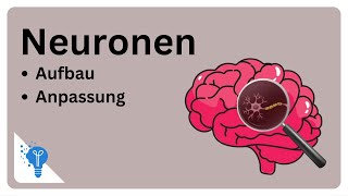 Die faszinierende Welt der Neuronen  Anatomie2Go [upl. by Anwahsak76]