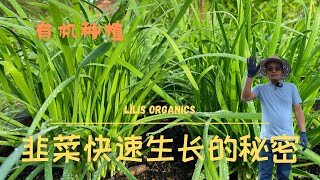 韭菜有机种植快速生长的秘密，收过韭菜花后，韭菜该如何处理才能迅速收割新的一茬 ｜ The secret to grow organic chives rapidly [upl. by Karyl]