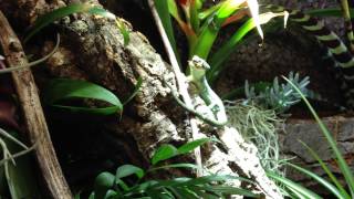 G001  Abronia Graminea feeding [upl. by Surat454]