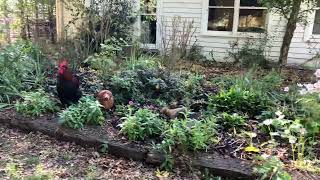 Rooster and chickens at Cadella park open garden day Woodend 28th Apr 2024 [upl. by Desdee813]