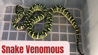 Friendly venomous Female wragler’s pit viper snake  Malaysia [upl. by Rein265]