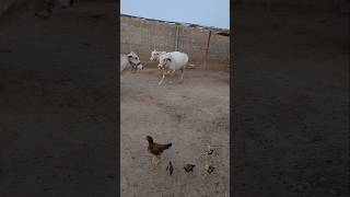 Running cows with chickens thebrosfarm [upl. by Boyse890]