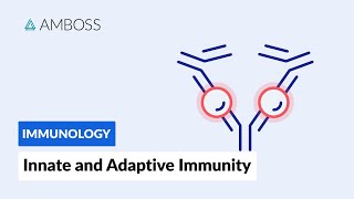 Innate and Adaptive Immunity Types of Immune Responses Full version [upl. by Harehs]