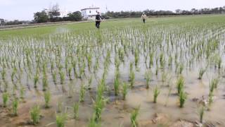 High pressure spray nano fertilizer in rice  Mitrana Nano Biotech [upl. by Ecinehs]