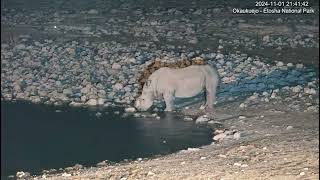 White Rhinoceros  ceratotherium simum [upl. by Klug]