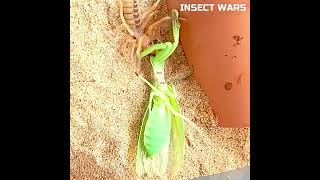 Natures Nightmare Praying Mantis vs SPEED Demon Camel Spider Who Wins ⚔️🔥 [upl. by Adahsar692]