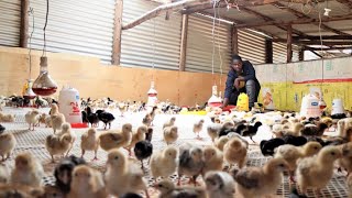 I hatch 10000 Chicks Every week  My Brooding Business Success Story [upl. by Ewen856]