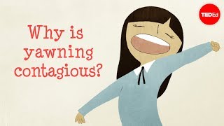 Why is yawning contagious  Claudia Aguirre [upl. by Googins]