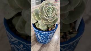 Echeveria Lola headchop update echeveria propagation succulentpropagation succulent echeverias [upl. by Yoj]