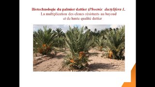 Biotechnologie du Palmier Dattier [upl. by Noevad]