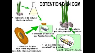 OGM Organismos geneticamente modificados [upl. by Dolphin]