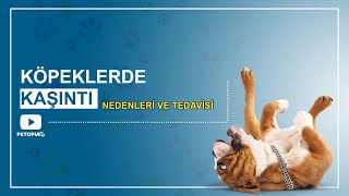 KÖPEKLERDE KAŞINTI🐾 NEDENLERİ VE TEDAVİSİ 🐕 [upl. by Epifano]