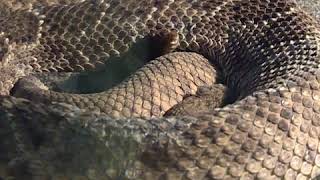 KOCO Digital Originals Rattlesnake Museum Opens in Oklahoma City [upl. by Hahsia315]