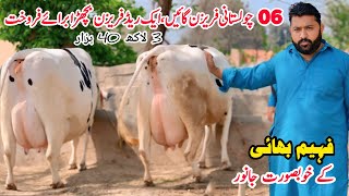 Taj Dairy Farm  Top Quality Cross Cow  Cholistani Friesian Cross Cow  Gaushala  Pk Janwar Mandi [upl. by Yeniar]