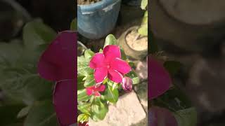 Catharanthus roseus syn Vinca Rosea Grape Cooler Rosy periwinkle bharatgarden flowergardening [upl. by Yerfoeg]