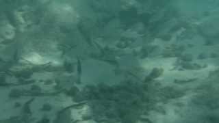 Barracuda attack at Varadero beach [upl. by Accebar]