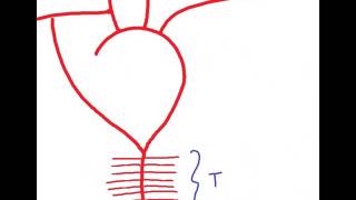 EMBRYOLOGY dorsal aortae and umbilical arteries DR SAMEH GHAZY [upl. by Hseyaj]