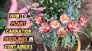 How to Plant Carnation Seedlings in Containers 🌸 carnation dianthus gardening containergardening [upl. by Laven]