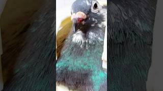 pigeon capsule feeding💊💊 🕊️❤️ shorts kabootar birds pigeon viralvideo trend [upl. by Siram126]