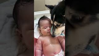 The dog is so smart taking care of the baby [upl. by Ezana]