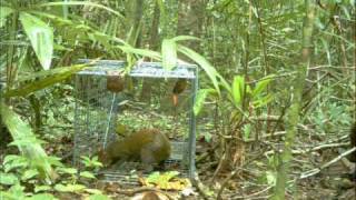 Agoutis around live trap [upl. by Jacklin]