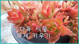 다육 식물 화제 키우기 Crassula capitella Campfire [upl. by Kirk]