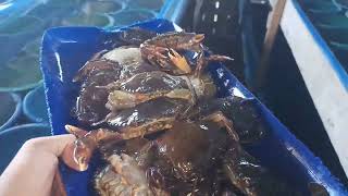 panen kepiting Soka di pagi hari dan proses packing untuk pemasaran [upl. by Des]