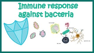 Immune response against Bacteria [upl. by Korns758]