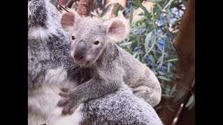 Valentijn in ZOO Planckendael liefdesbaby bij koalas nu zichtbaar [upl. by Fahey]