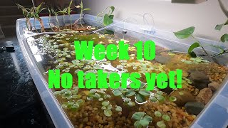 Week 10 Raising betta fry Grindal worms [upl. by Alodi]