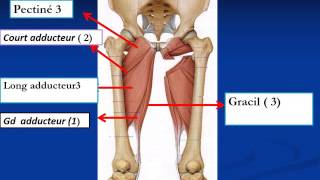 ANATOMIE MI Myologie du Membre Pelvien [upl. by Howes153]