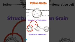 Pollen Grainbiologykannada neet biologylecture [upl. by Uni863]