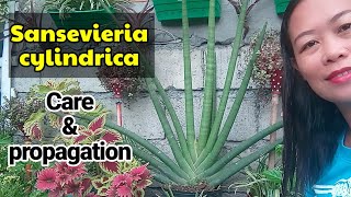 Snake plants Sansevieria Cylindrica care and propagation [upl. by Ayanad]