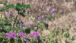 ホトケノザ 冬のころ紅紫色の長い筒状の唇形花を咲かせた開花風景～種子島の自然 [upl. by Syla]